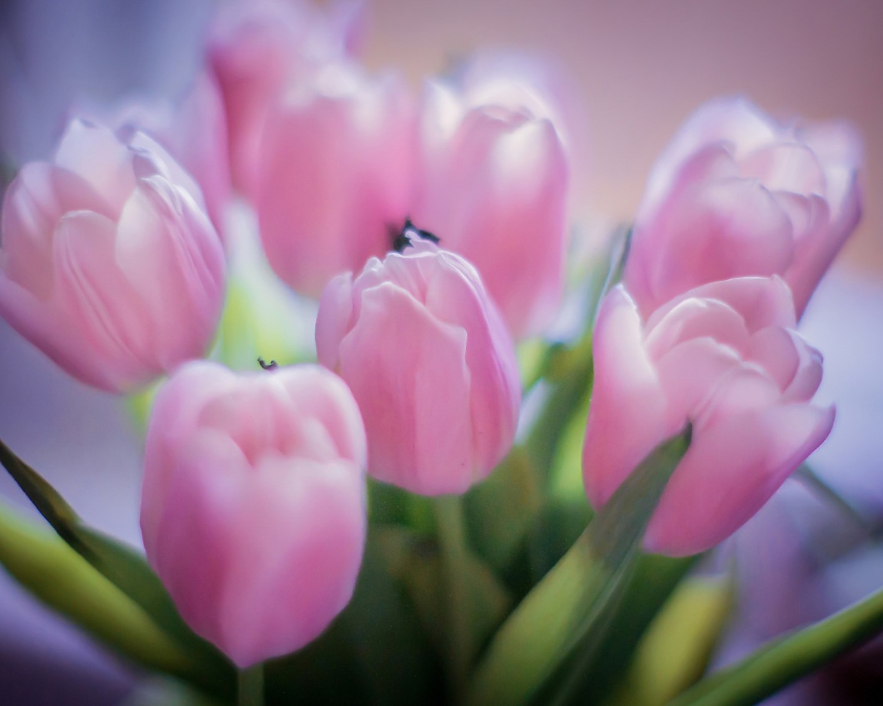 Букет розовых тюльпанов
