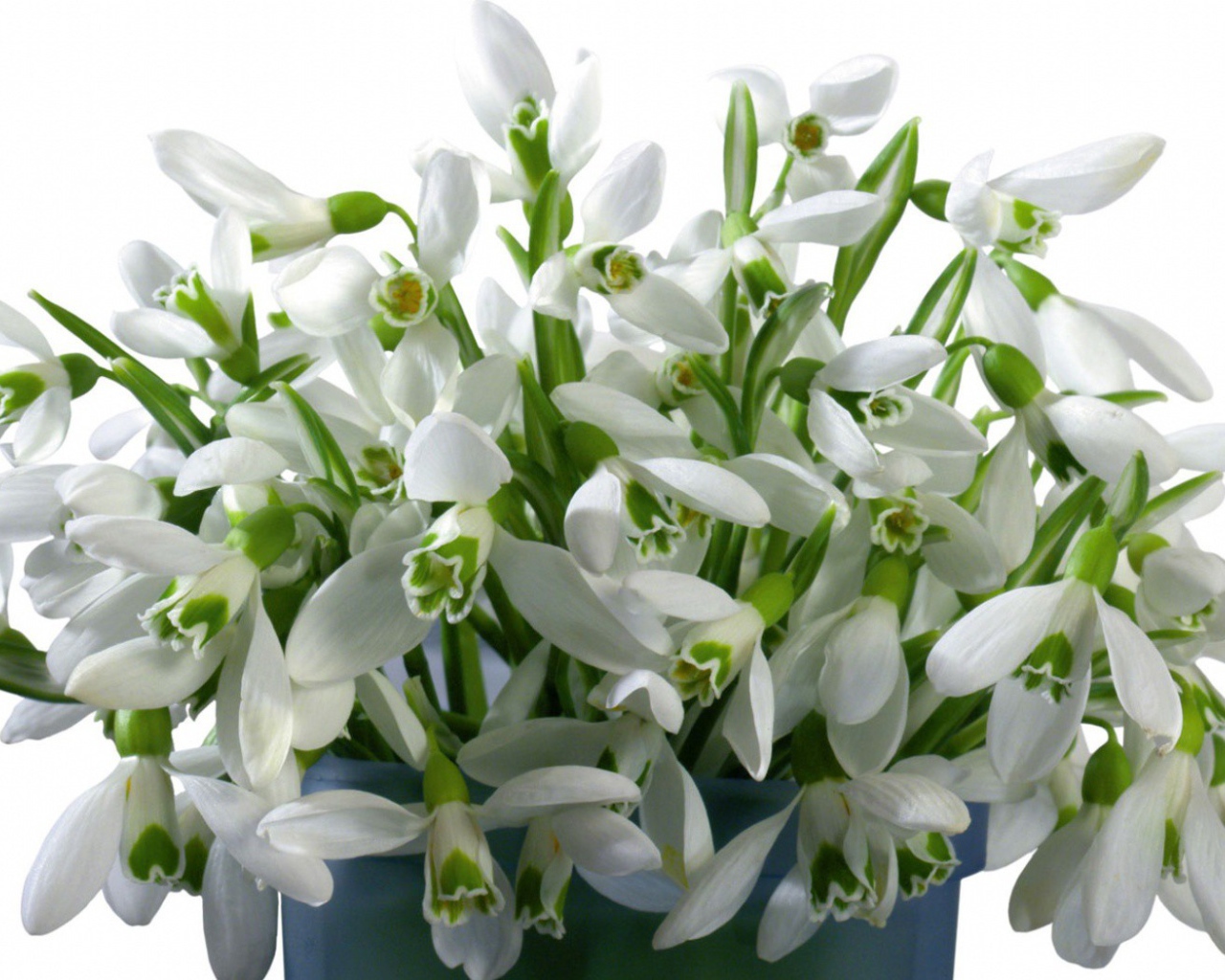 Букет белых цветов в ведре