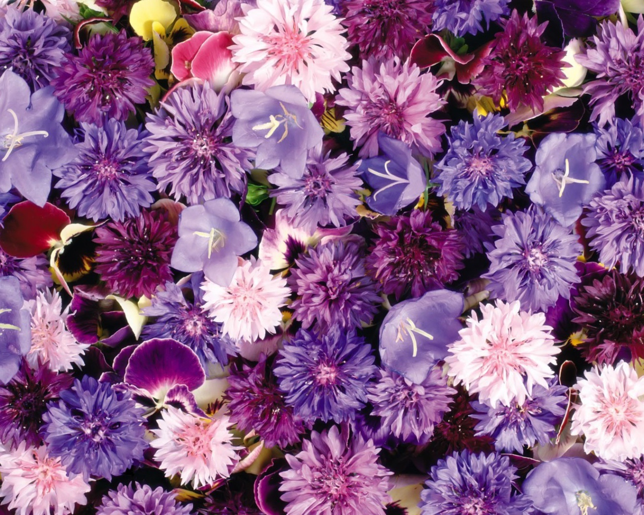 Букет полевых цветов