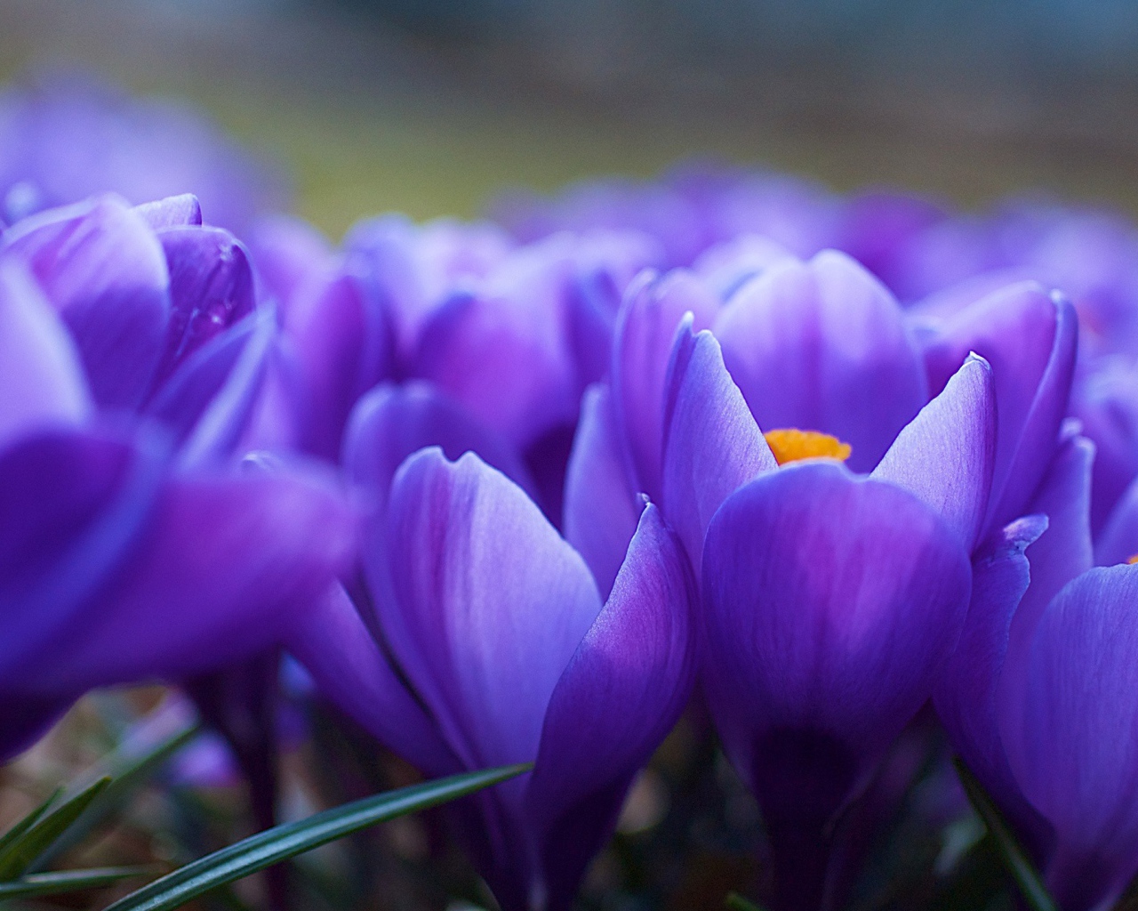  Поле Синих цветов