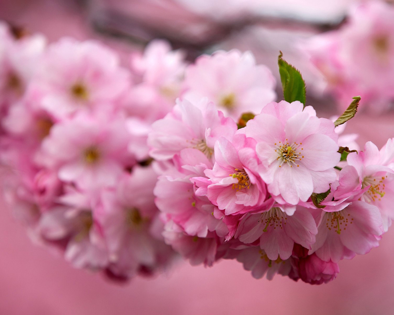 Ветка Японской вишни