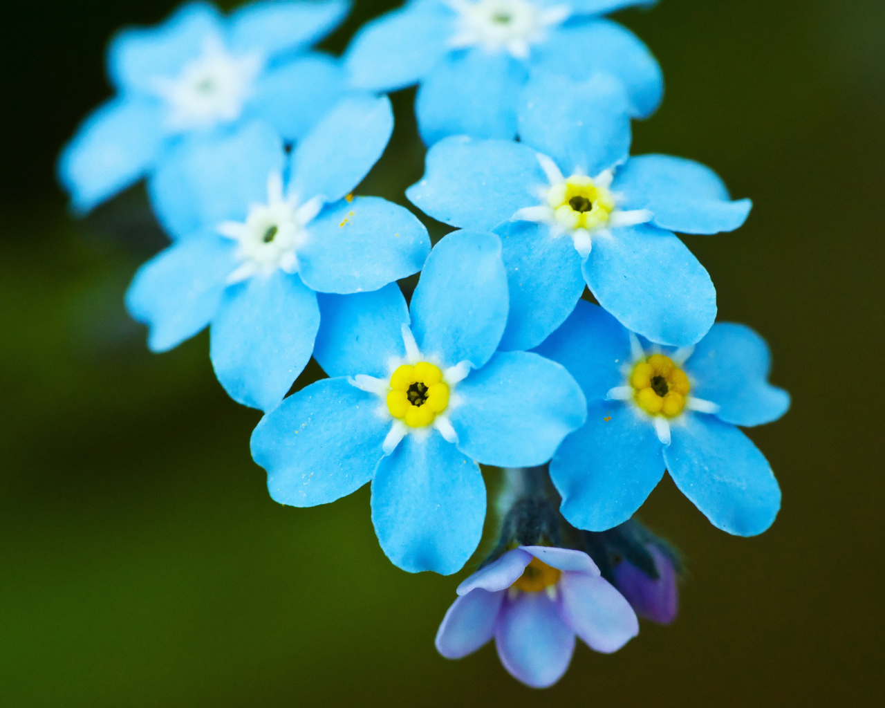 Яркие красивые цветы незабудки