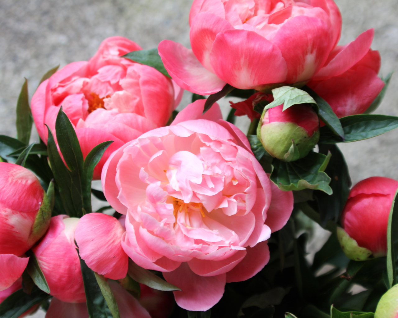 Яркие красивые цветы пионы