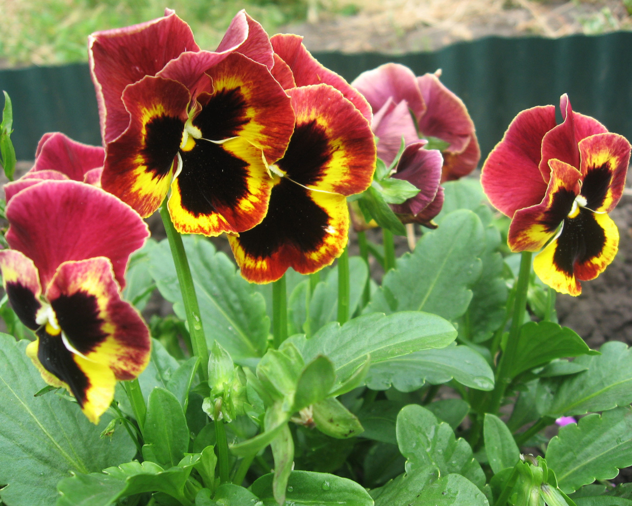 Яркие красивые цветы анютины глазки