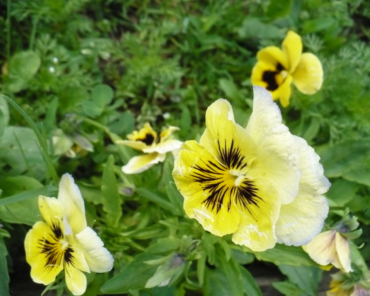 Яркие красивые желтые цветы анютины глазки