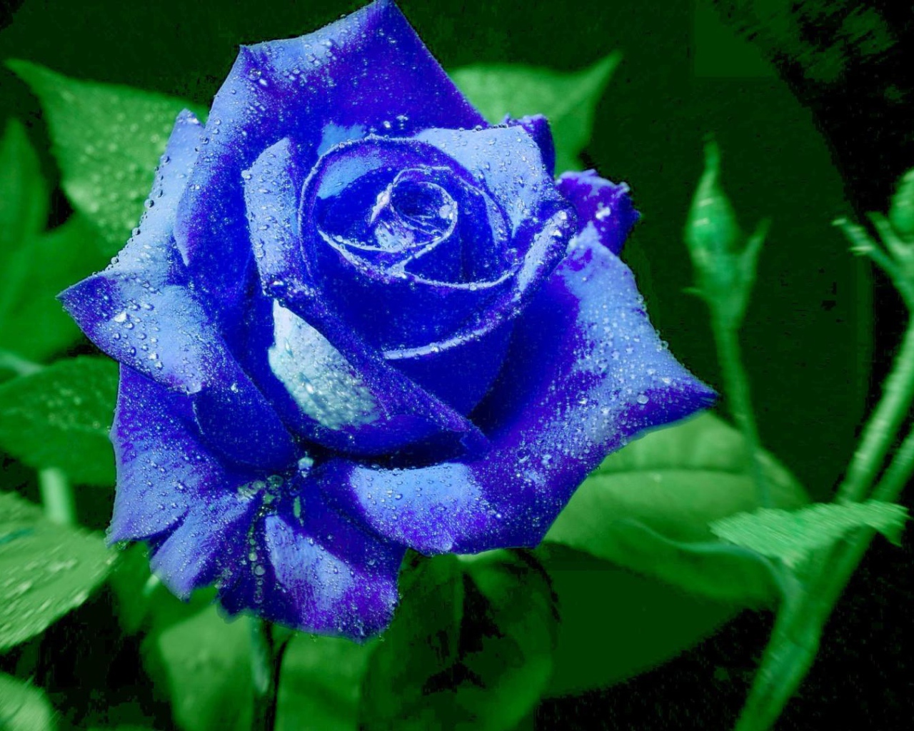 Яркая синяя роза