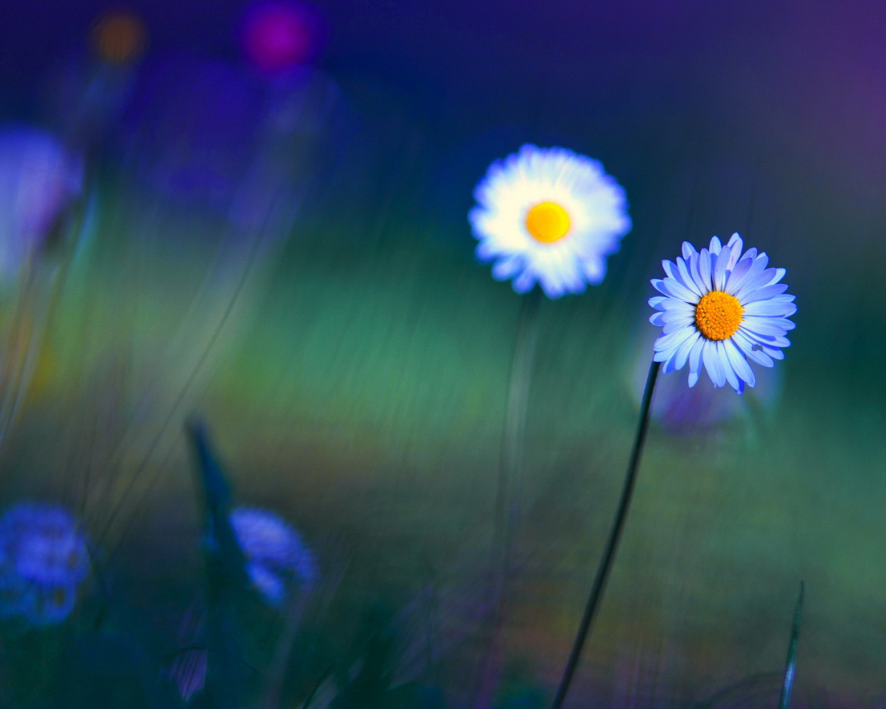 Яркие цветы маргаритки на поляне