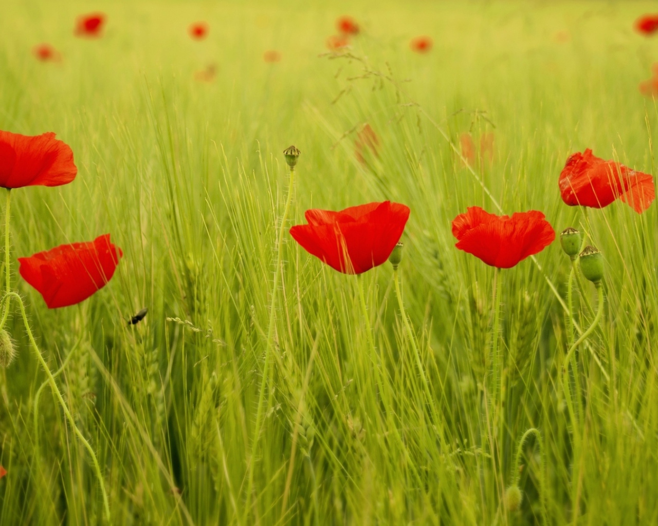 Яркие маки на поле