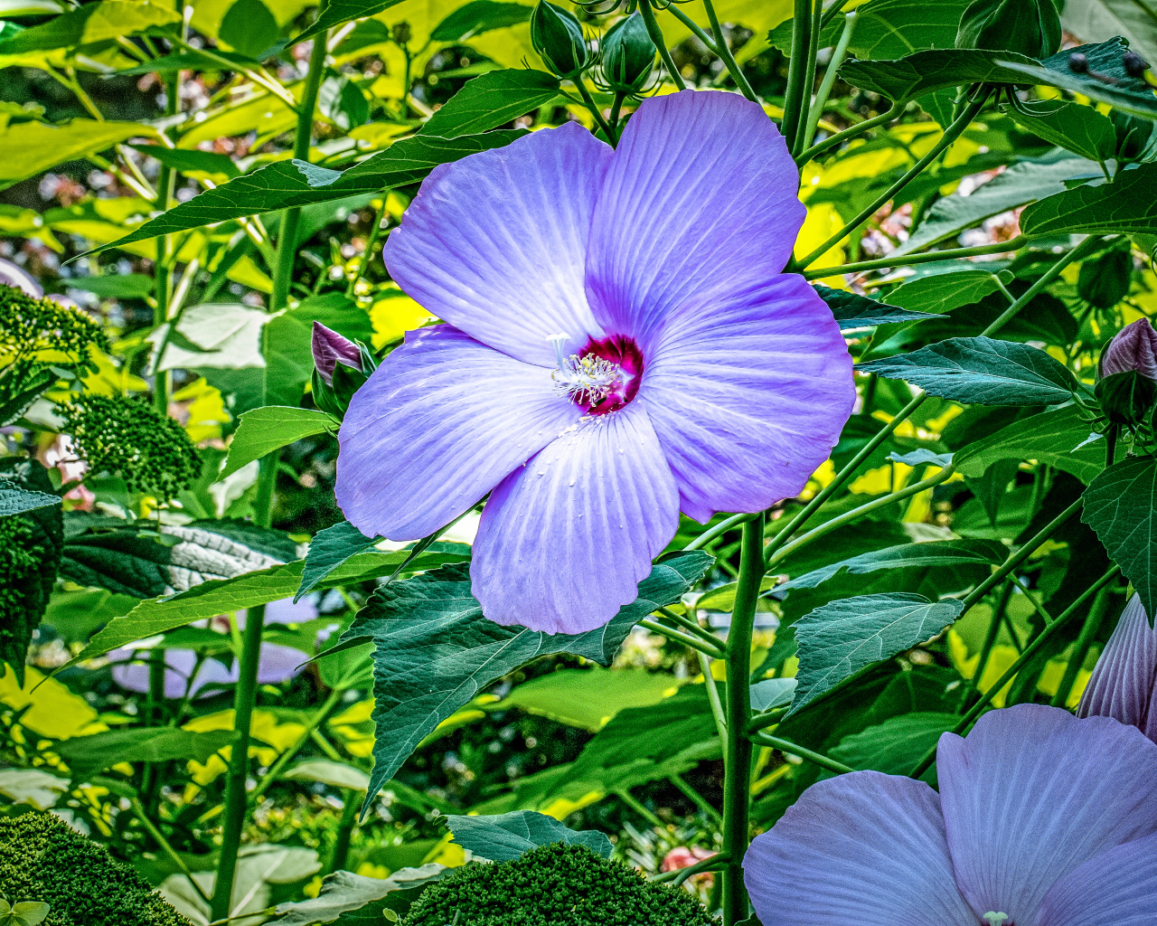 Светлый фиолетовый цветок