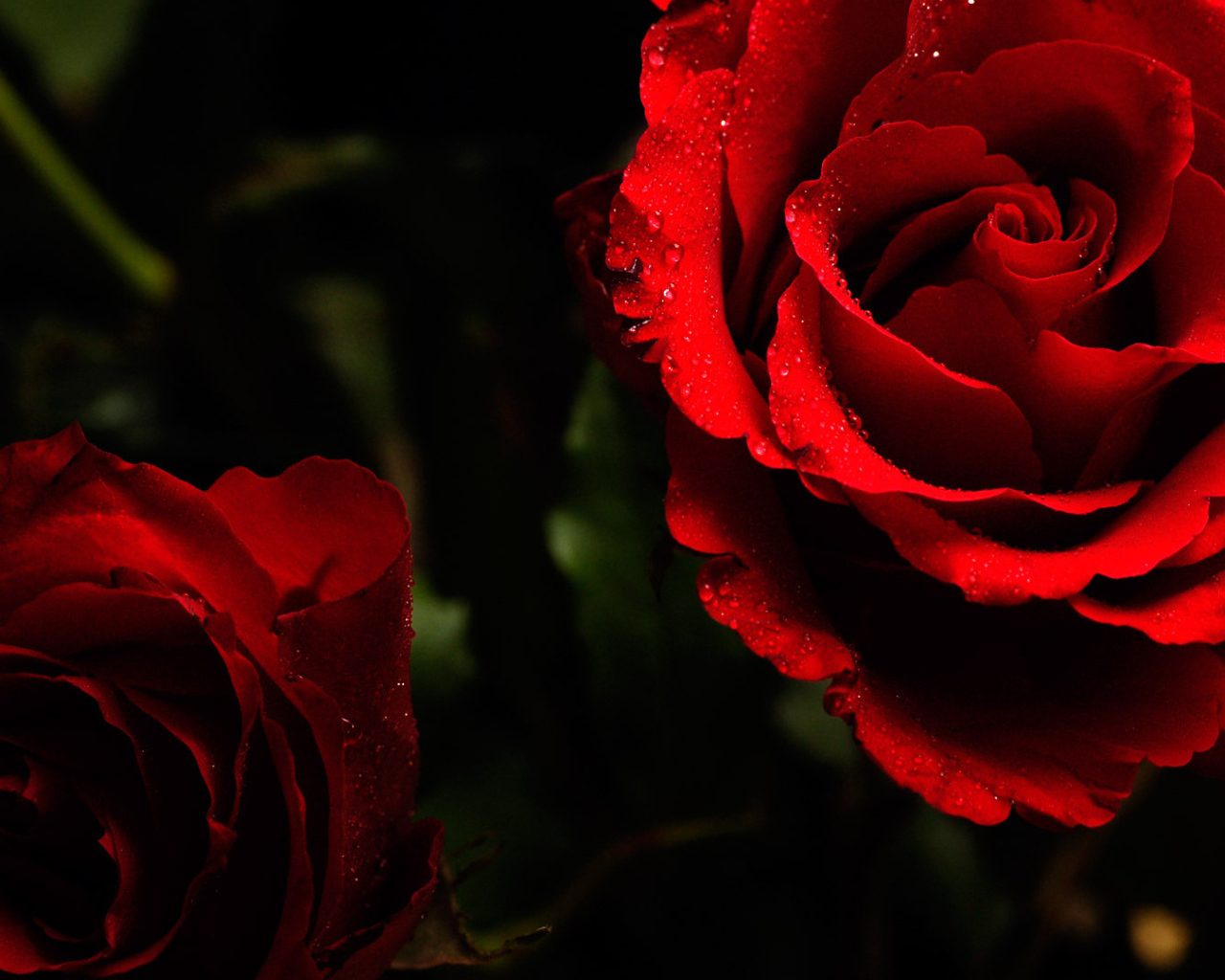 Яркие красные розы на тёмном фоне