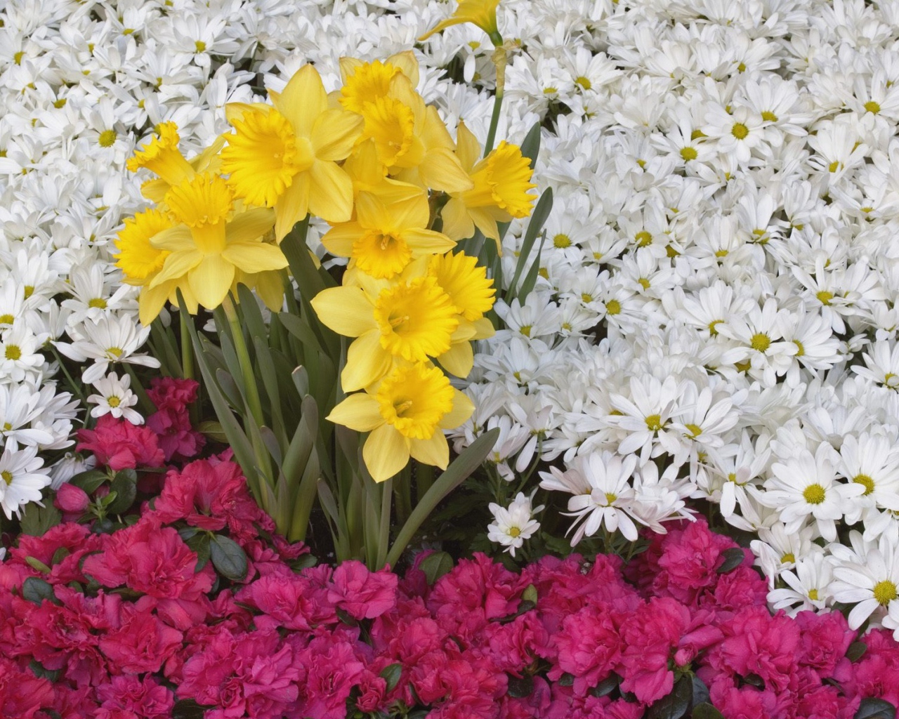 Брайтоне нарцисса и цветы ромашки