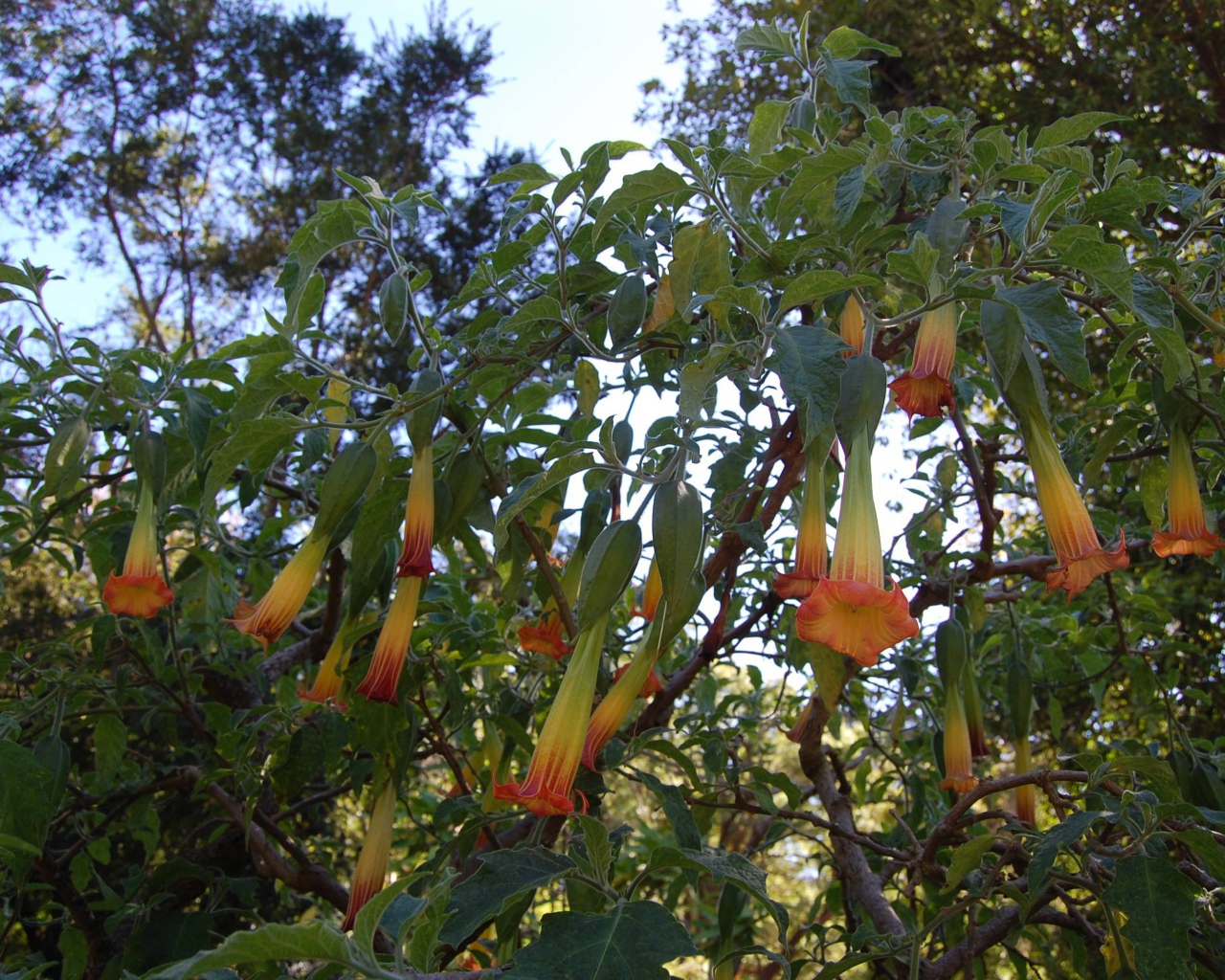 Бругмансия на дачном участке