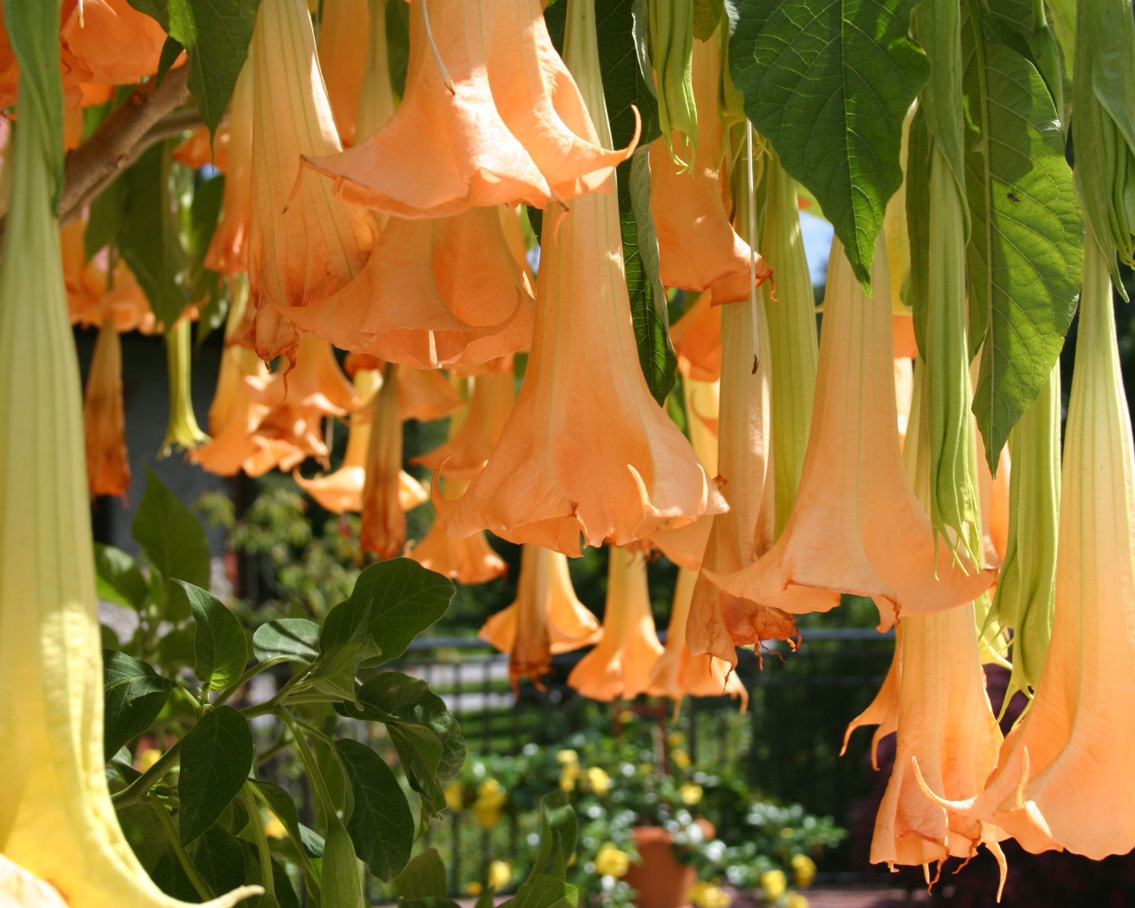 Красивый цветок бругмансия в саду