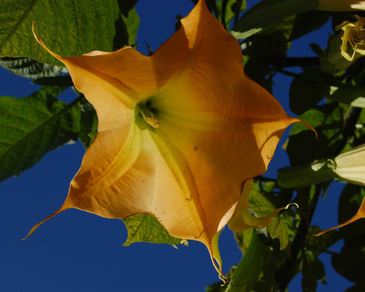 Красивое растение бругмансия в саду