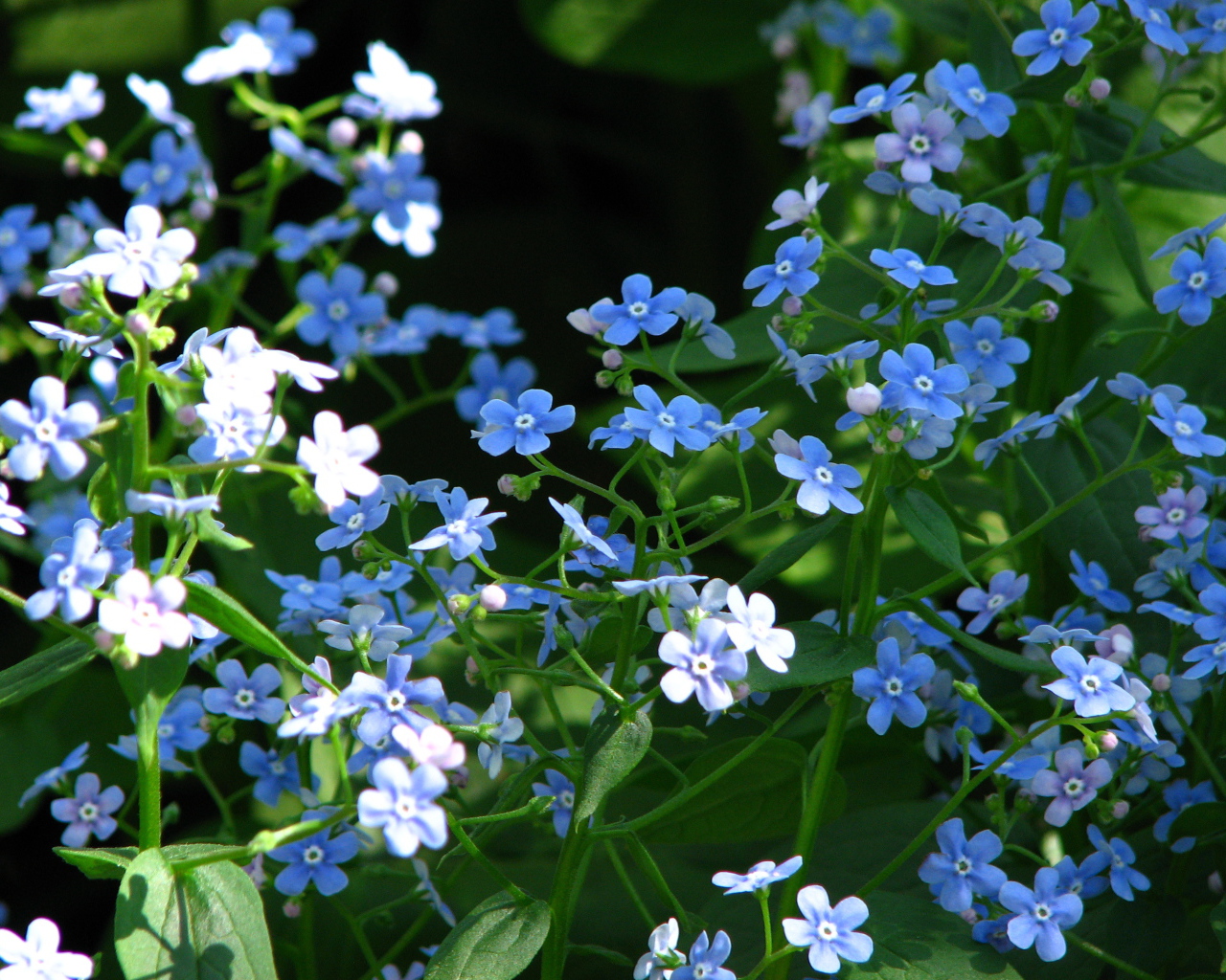 Красивые цветы бруннера на солнце