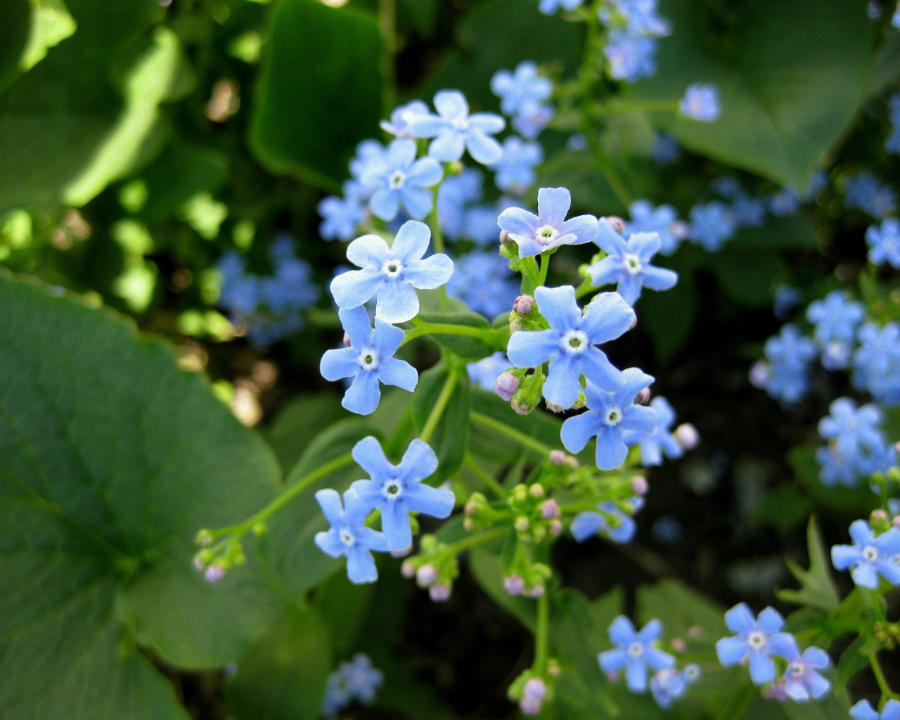 Бруннера красивое многолетнее растение