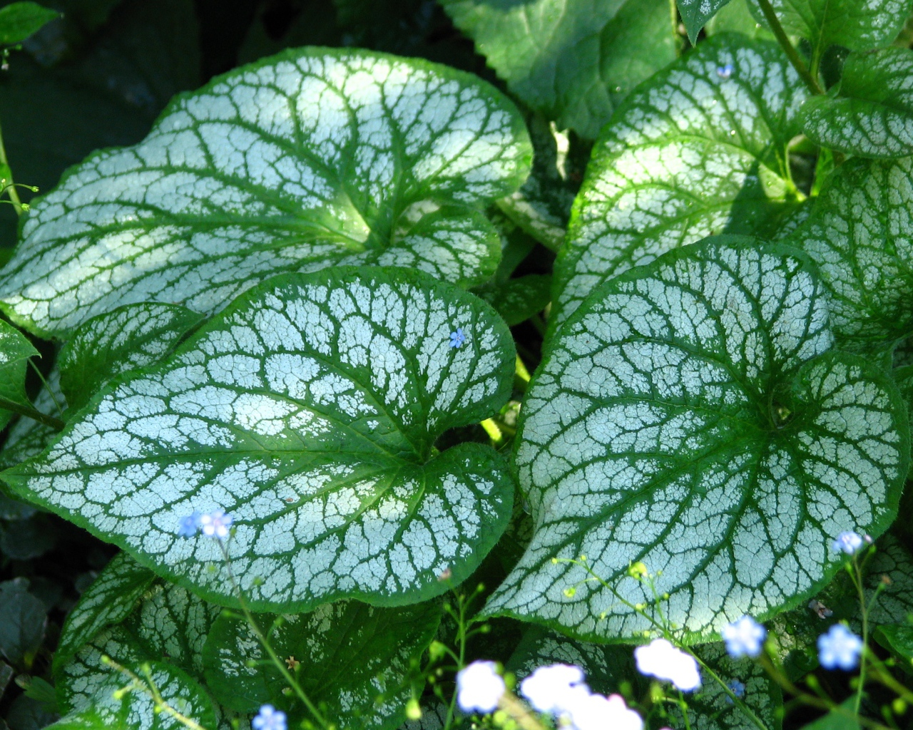 Красивое растение бруннера в лесу