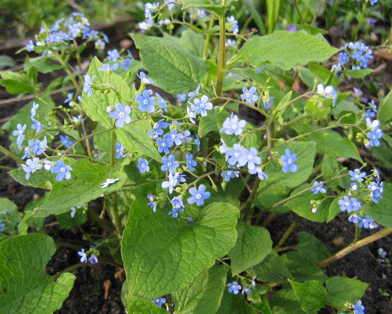 Бруннера многолетнее растение