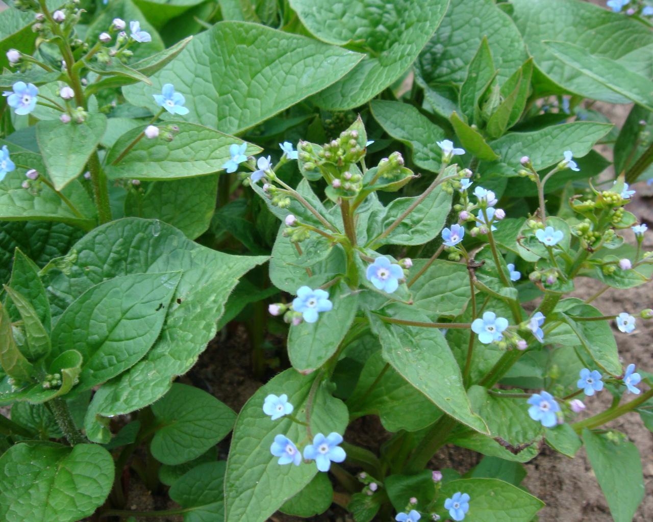 Многолетнее растение бруннера в лесу