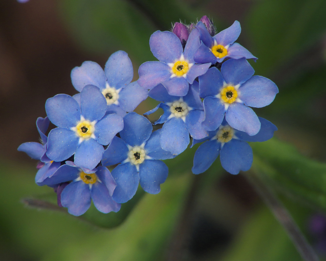 Многолетнее растение бруннера в саду