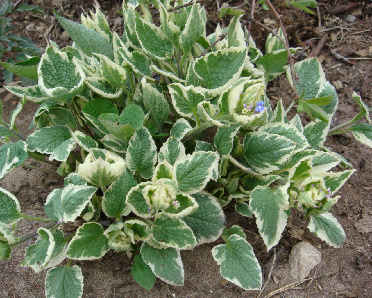 Многолетнее растение бруннера в парке