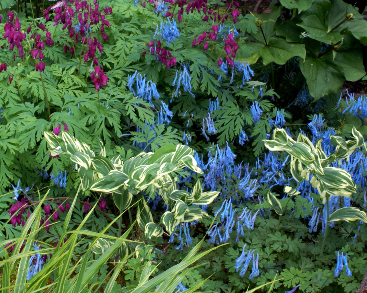 Растение бруннера в саду