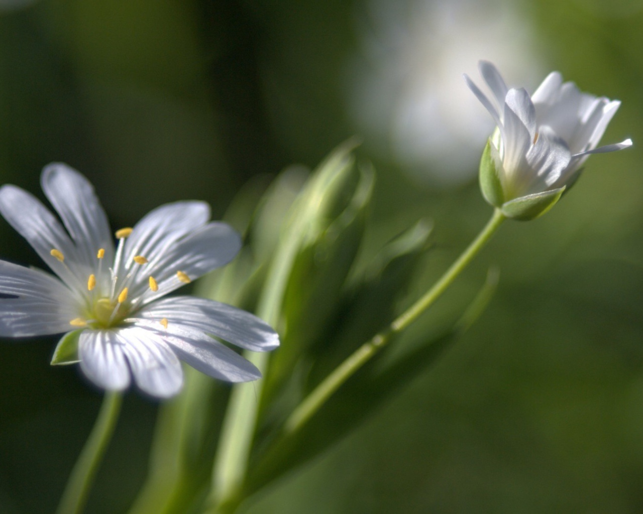 Бутон и цветок в дымке
