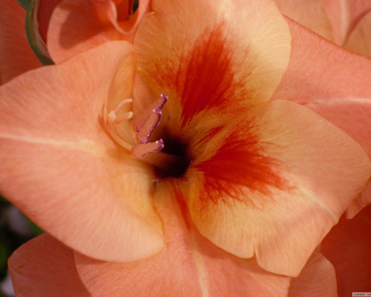 Бутон оранжевого гладиолуса