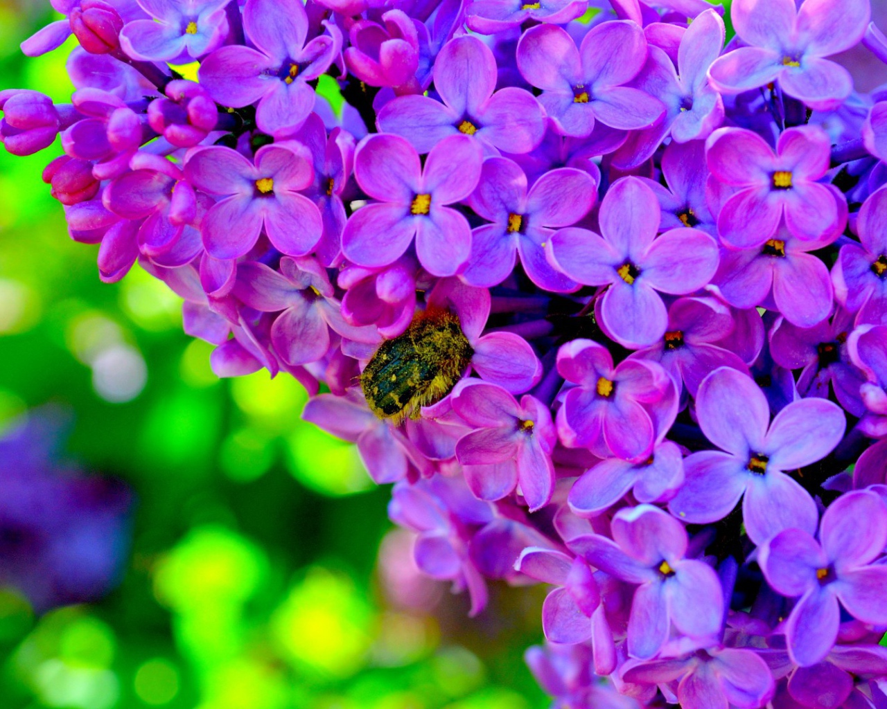 Шмель на сирени