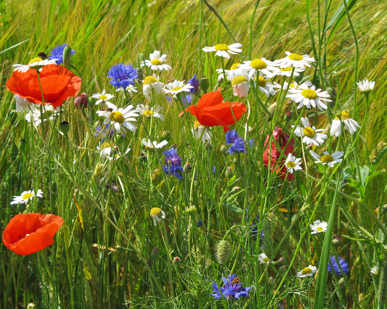 Семейка полевых цветов