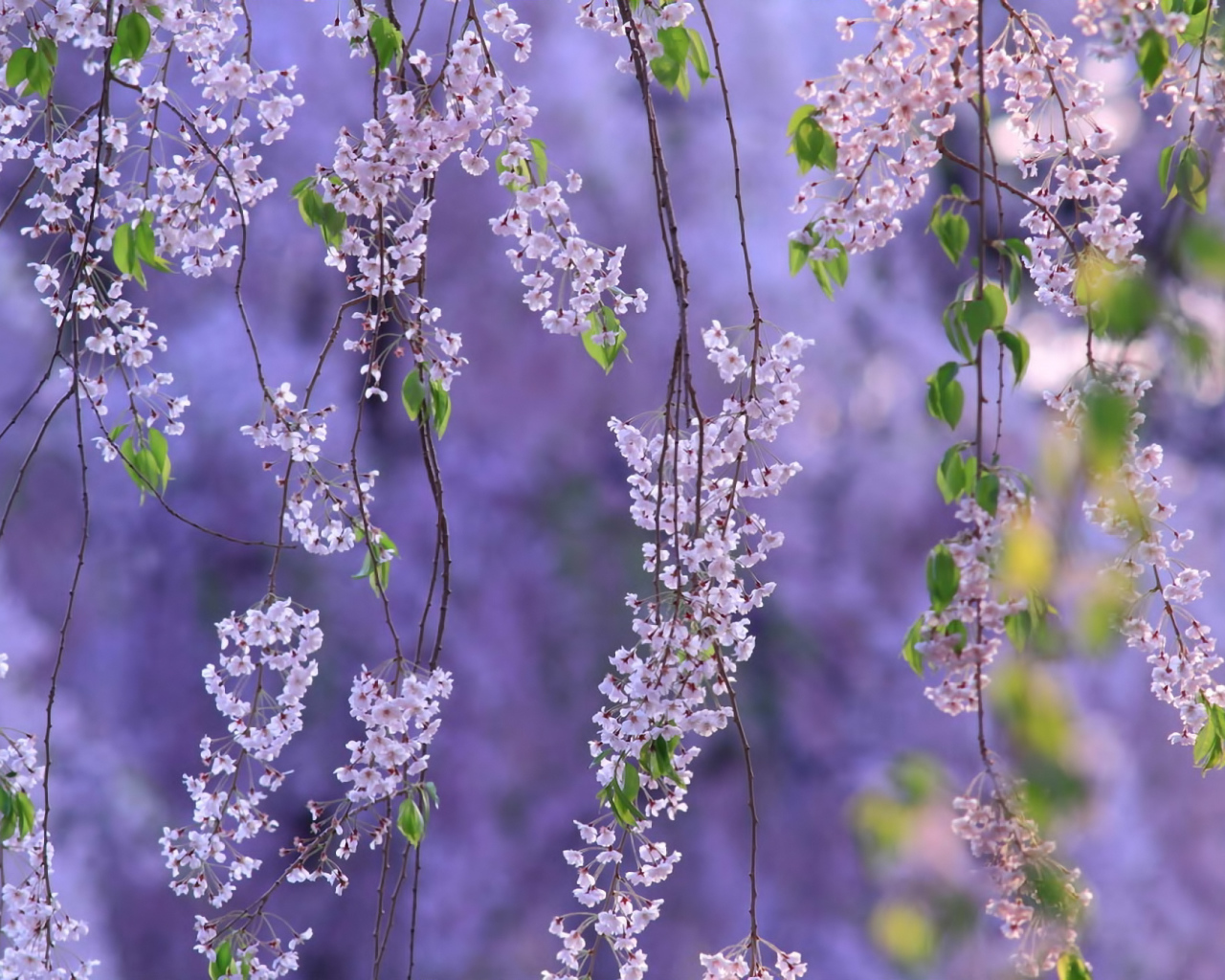 Гроздья из цветов