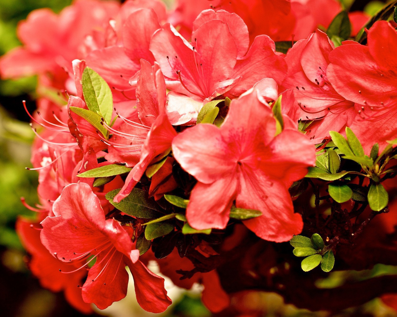 Куст красных цветов