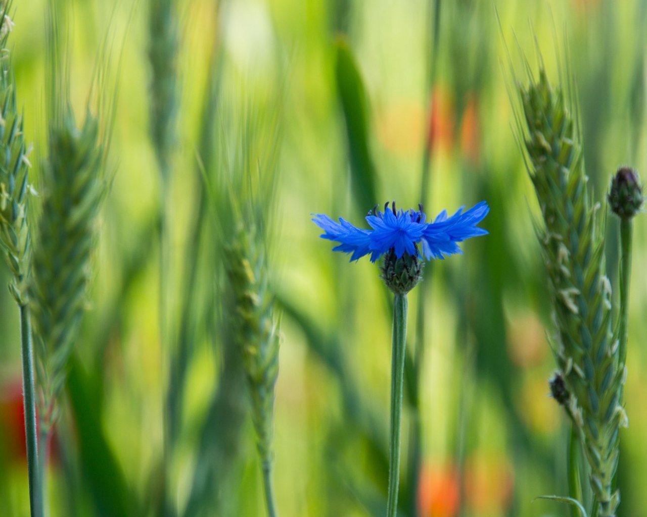Лютик в поле