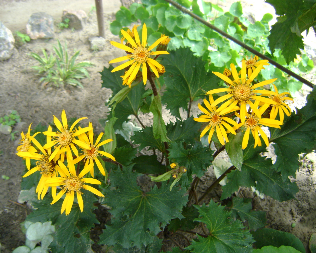 Красивый бузульник в саду