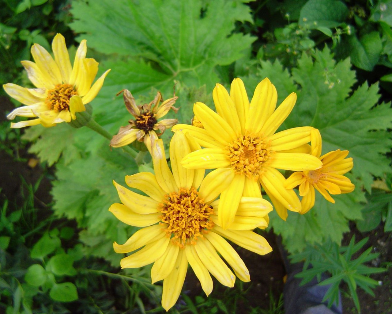 Красивое растение бузульник в парке