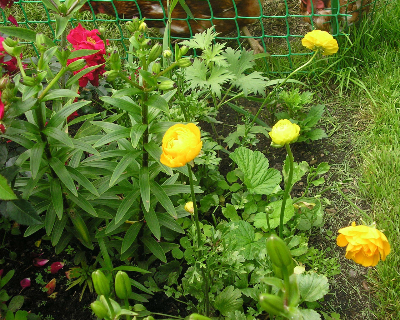 Растение бузульник на дачном участке