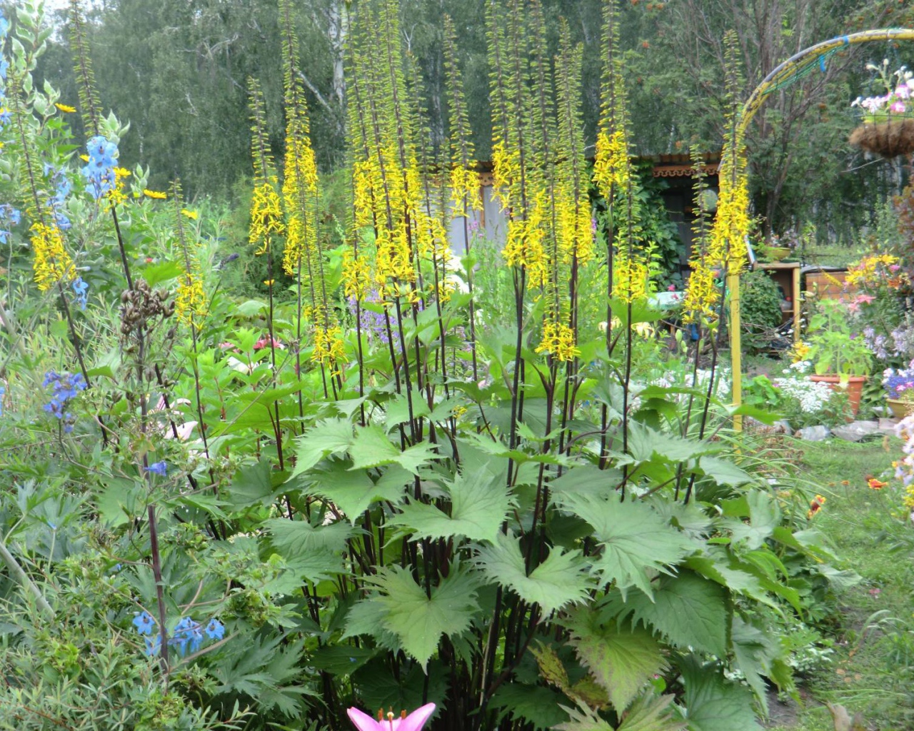 Растения бузульник в саду