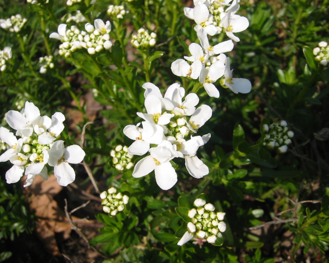 Кавказская резуха на поляне