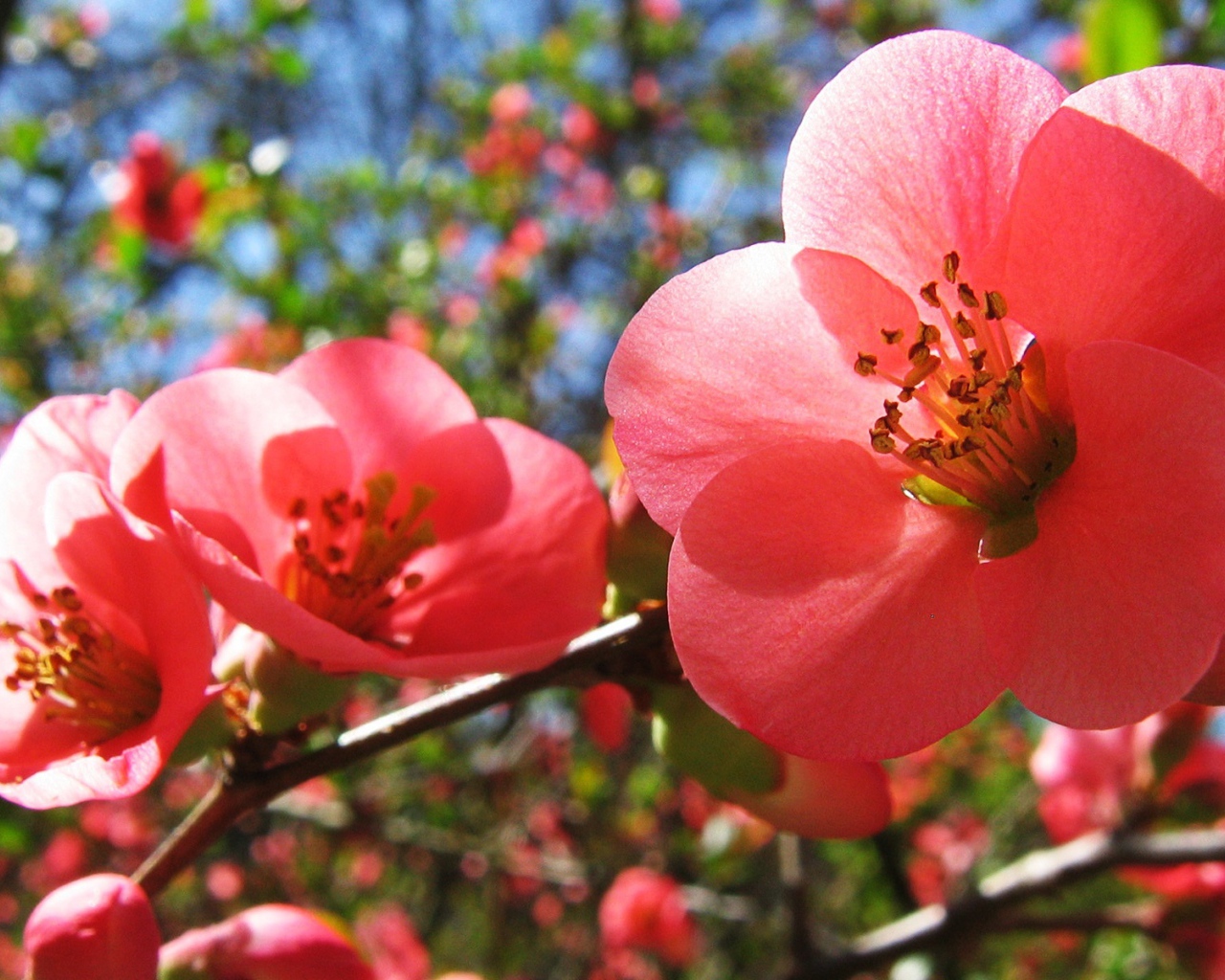 Цветы вишни