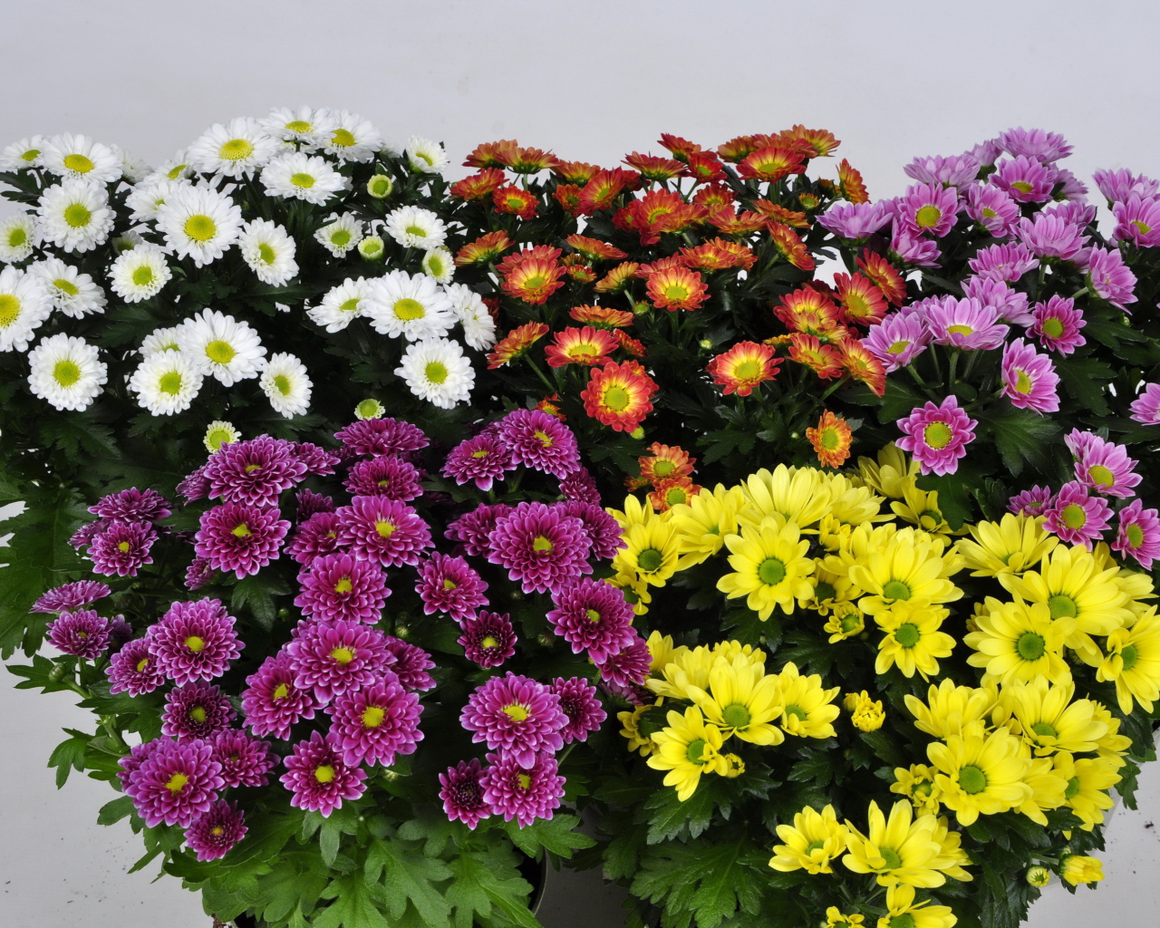 Букет цветов хризантема