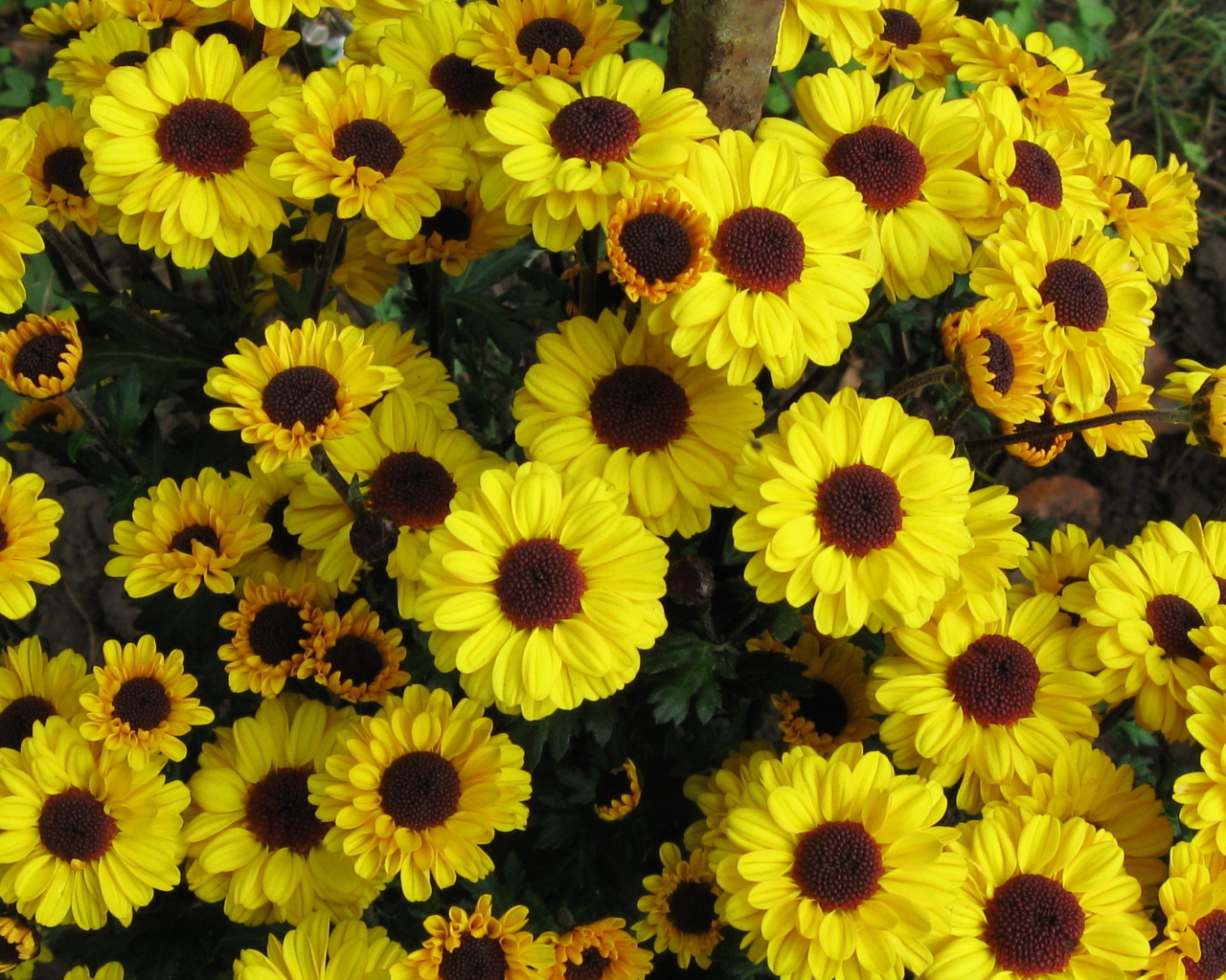 Выращивание цветов хризантема в саду