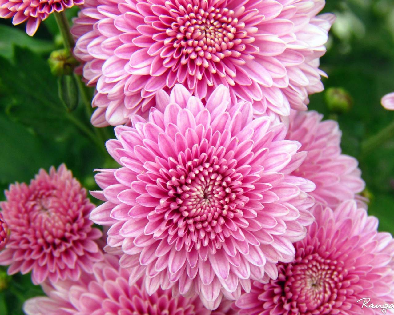 Хризантемы