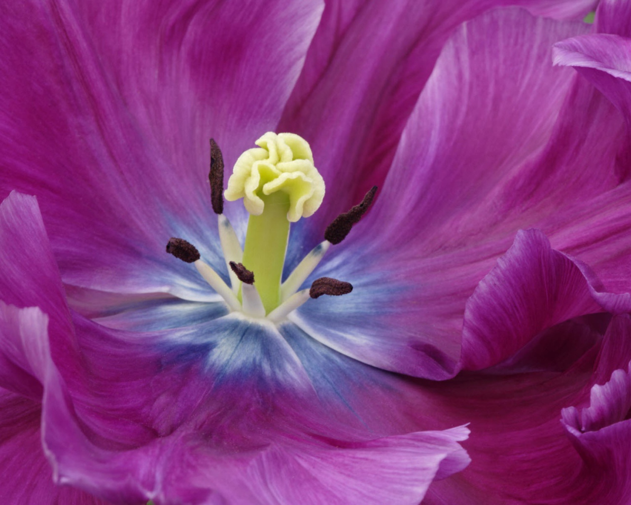 Внутри фиолетового тюльпана