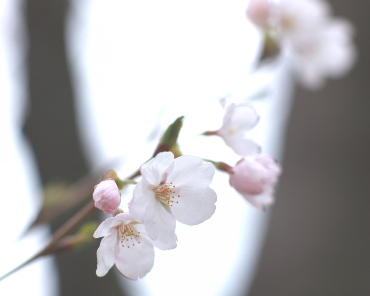 Цвет яблони