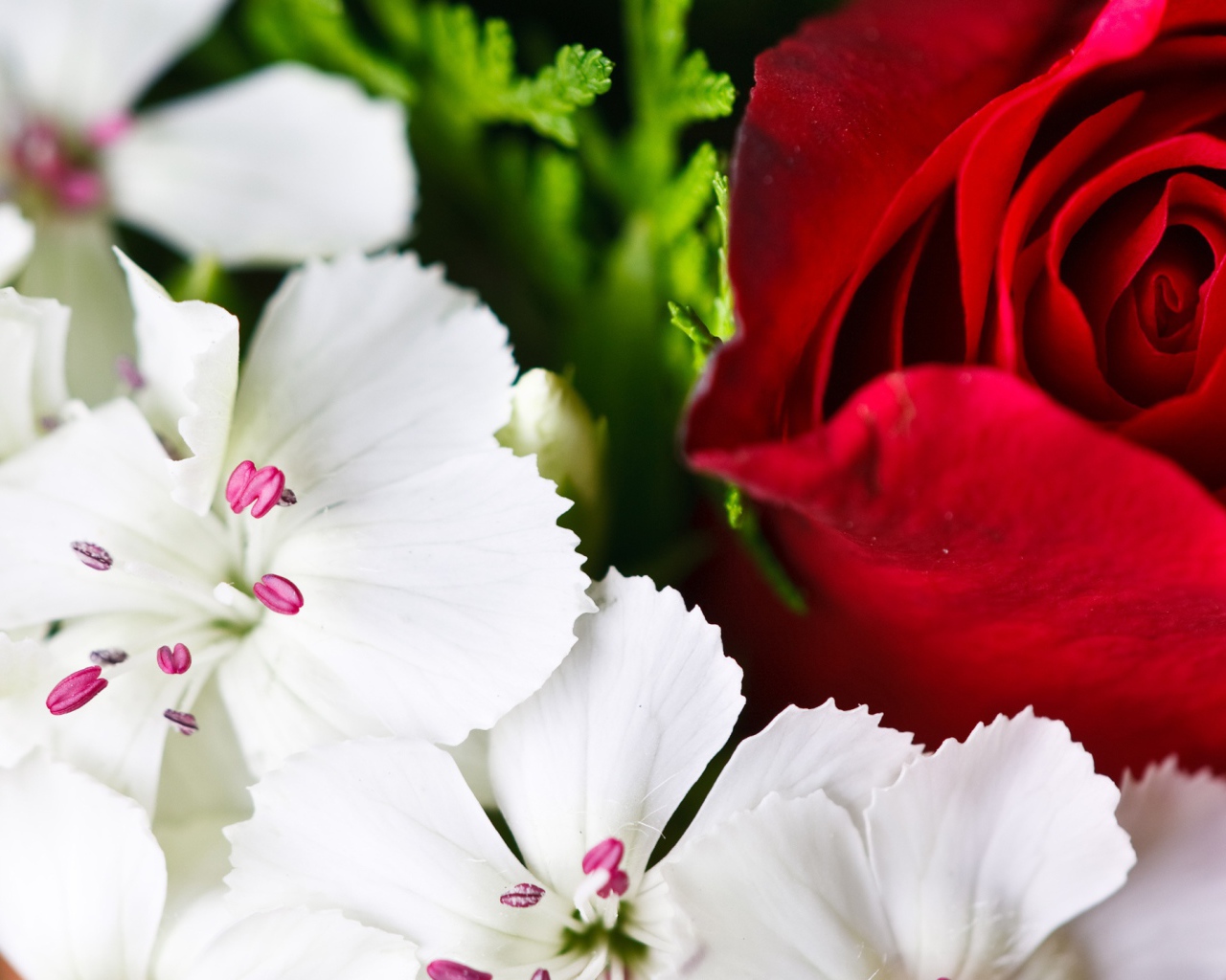 Красочные цветы