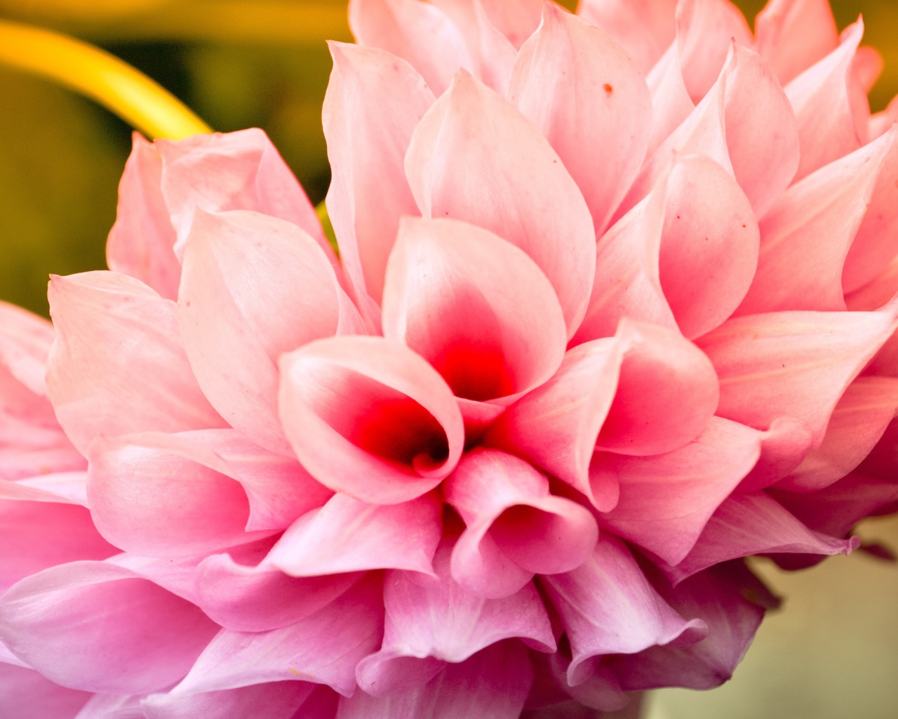 Прохладный цветок