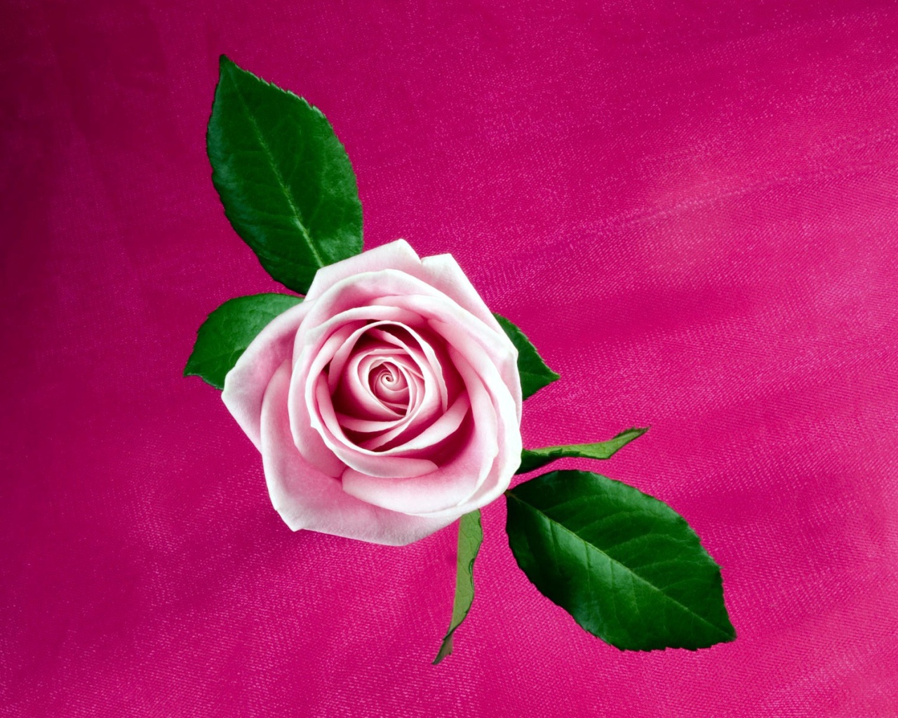 Прохладная розовая роза