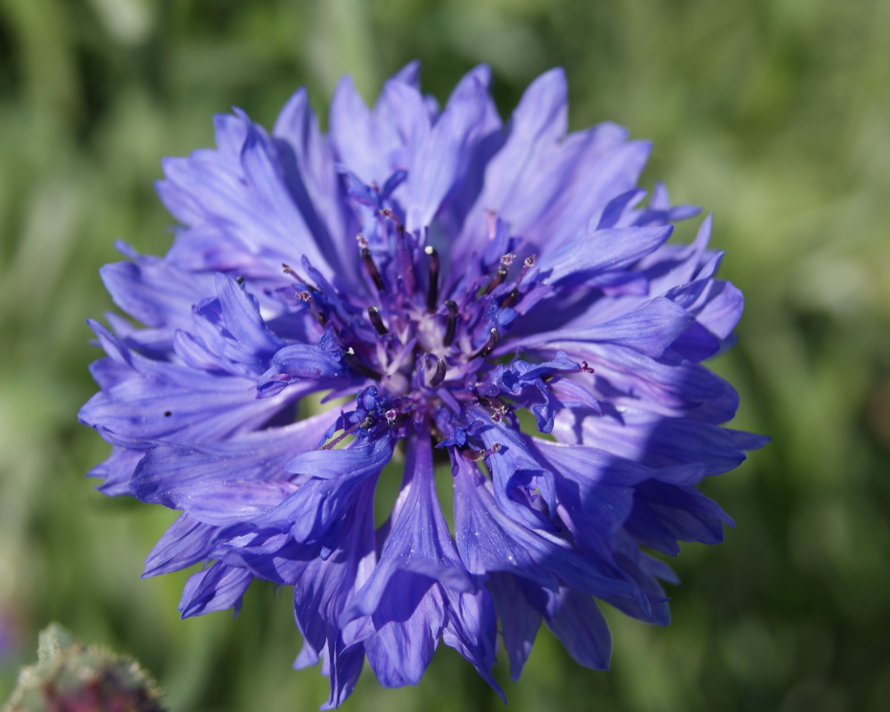 Красивые цветы васильки в парке