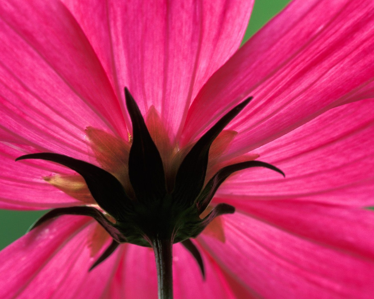 Космический цветок