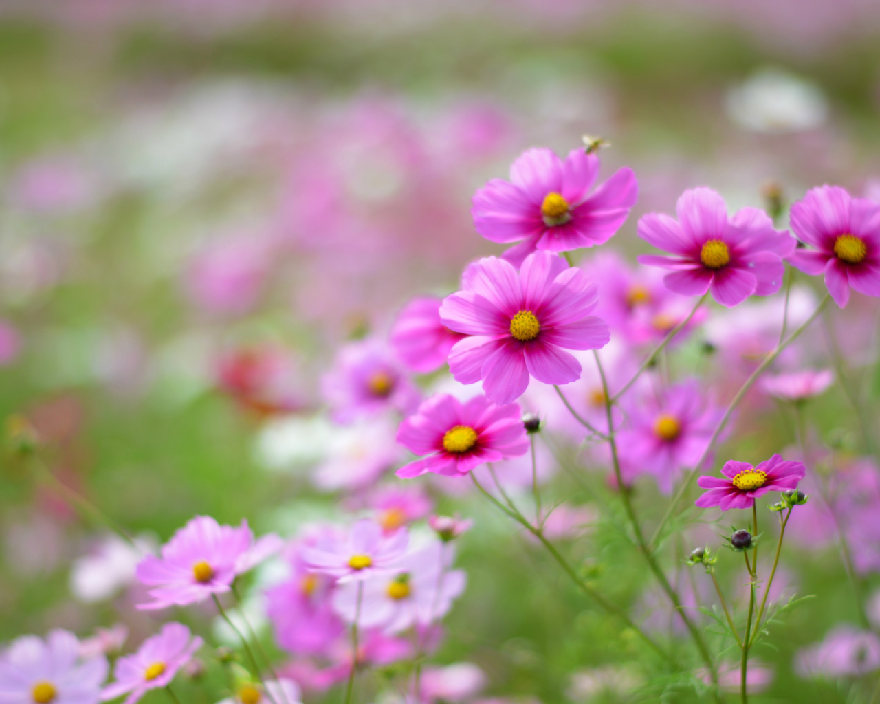 Выращивание цветов космея в саду